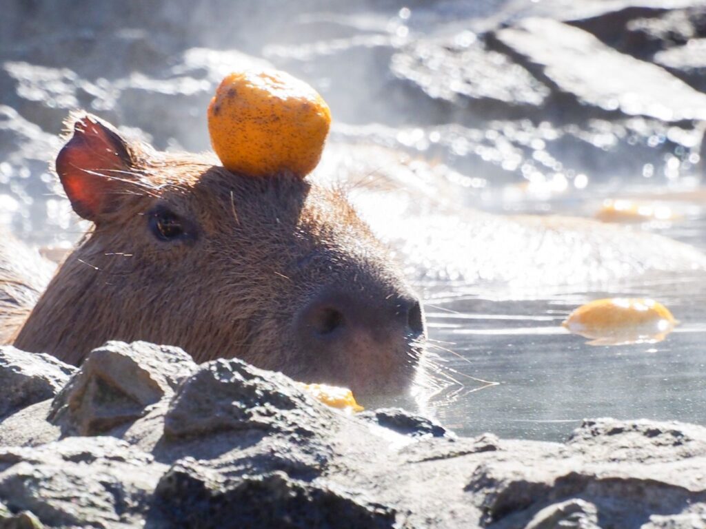 温泉に入っているカピバラ