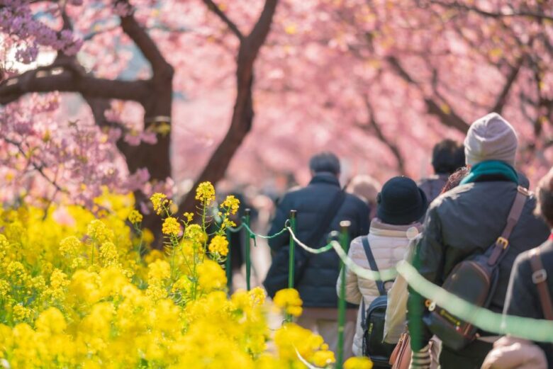 河津桜と菜の花