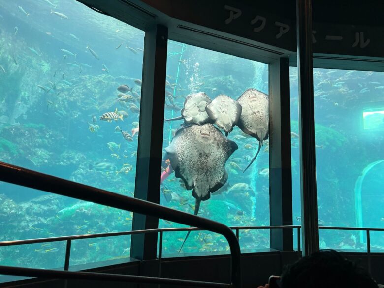 エイの餌付け中