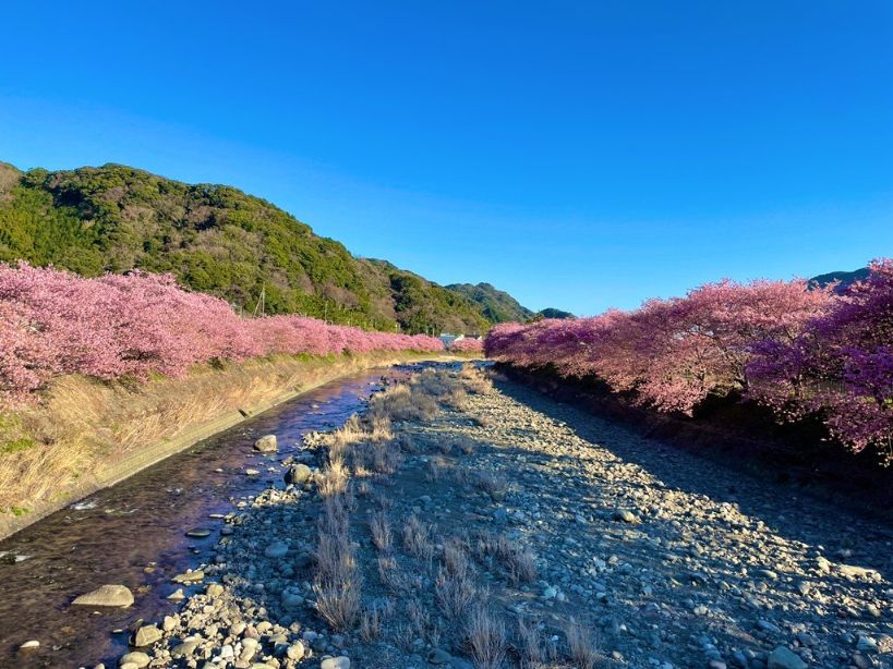 峰子橋から見た河津桜