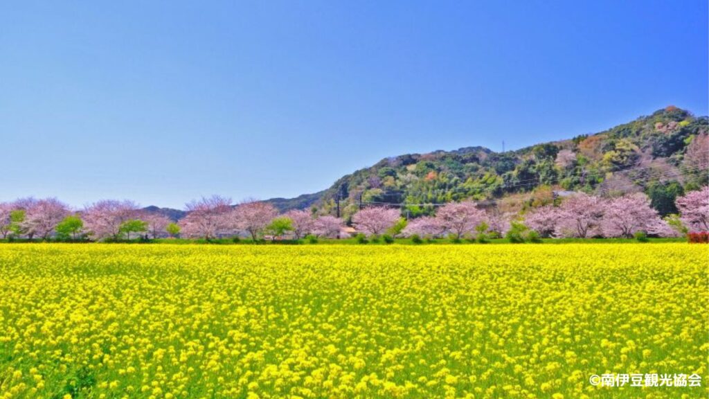 桜と菜の花